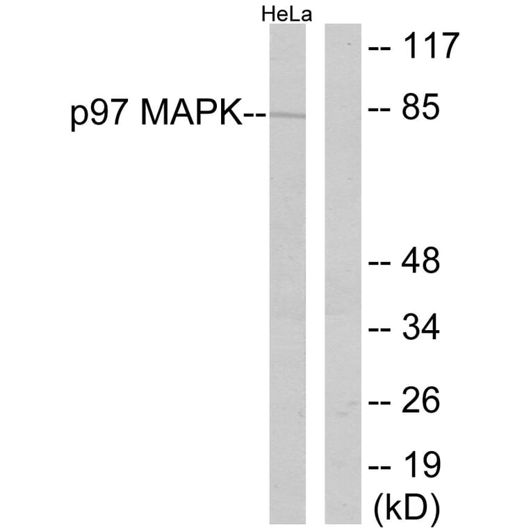 Western Blot - Anti-p97 MAPK Antibody (B0919) - Antibodies.com