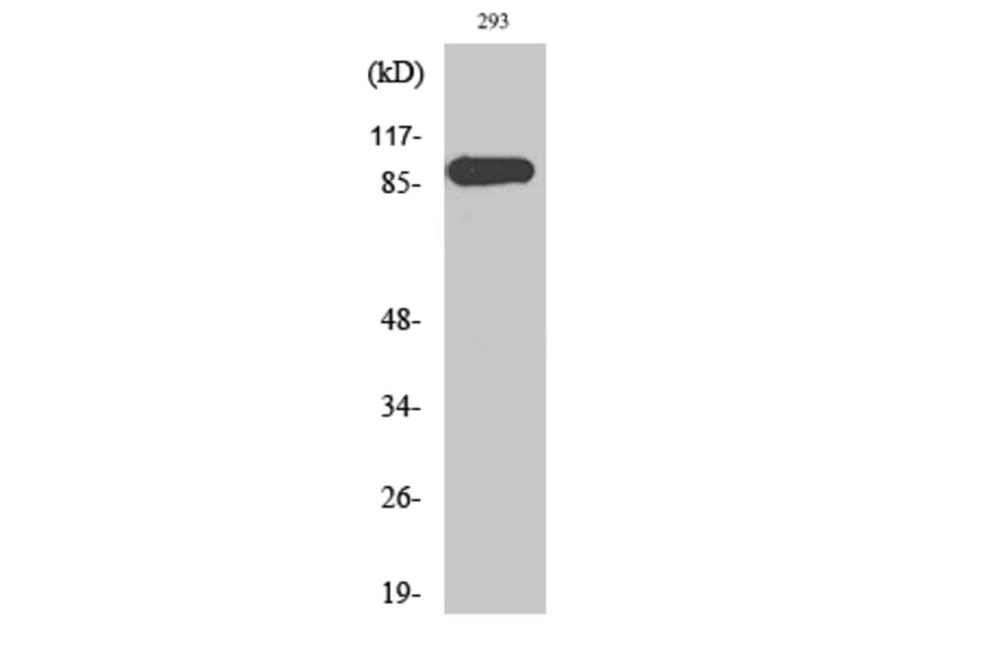 Western Blot - Anti-p97 MAPK Antibody (B0919) - Antibodies.com