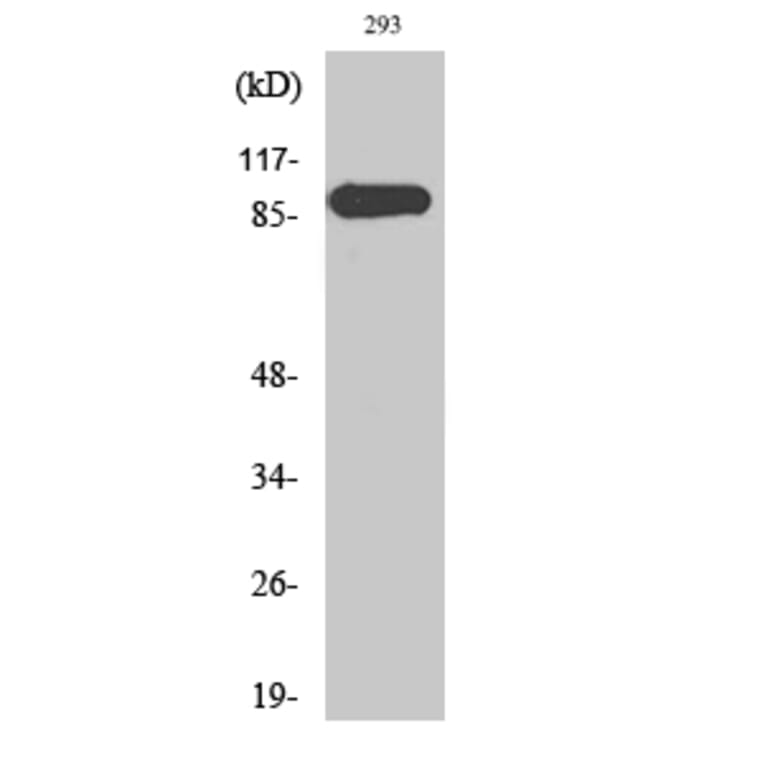 Western Blot - Anti-p97 MAPK Antibody (B0919) - Antibodies.com