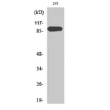 Western Blot - Anti-p97 MAPK Antibody (B0919) - Antibodies.com