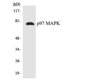 Western Blot - Anti-p97 MAPK Antibody (R12-3293) - Antibodies.com