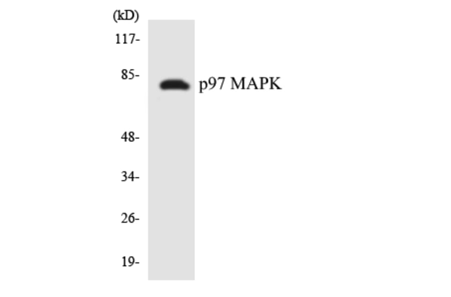 Western Blot - Anti-p97 MAPK Antibody (R12-3293) - Antibodies.com