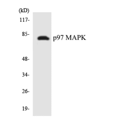 Western Blot - Anti-p97 MAPK Antibody (R12-3293) - Antibodies.com