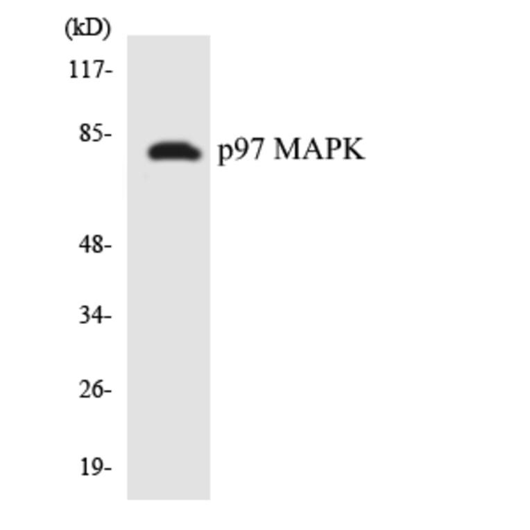 Western Blot - Anti-p97 MAPK Antibody (R12-3293) - Antibodies.com