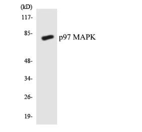 Western Blot - Anti-p97 MAPK Antibody (R12-3294) - Antibodies.com