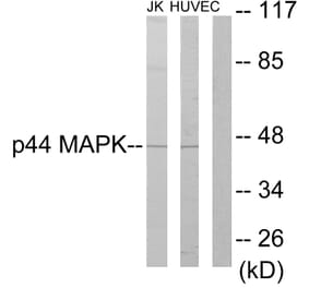 Western Blot - Anti-p44 MAPK Antibody (C10489) - Antibodies.com