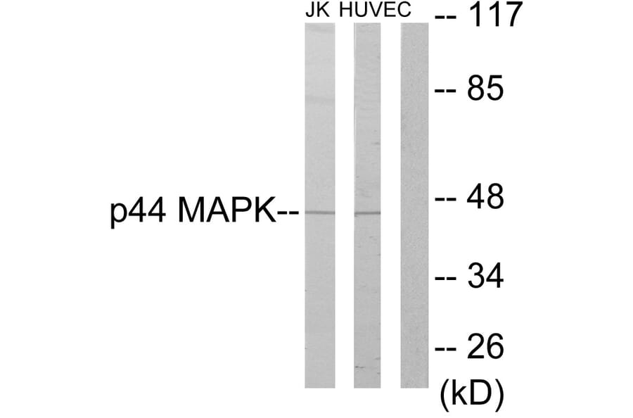 Western Blot - Anti-p44 MAPK Antibody (C10489) - Antibodies.com