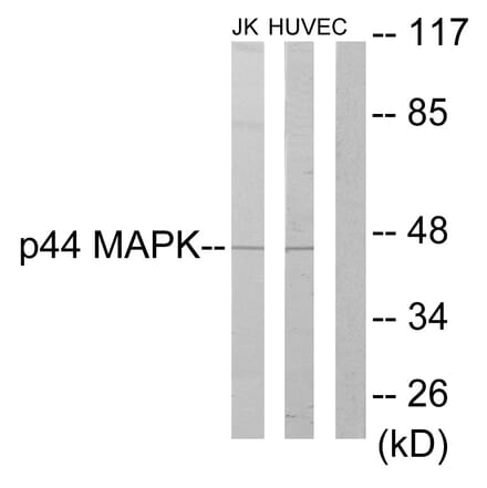 Western Blot - Anti-p44 MAPK Antibody (C10489) - Antibodies.com