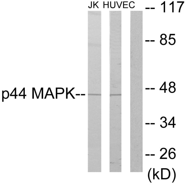 Western Blot - Anti-p44 MAPK Antibody (C10489) - Antibodies.com