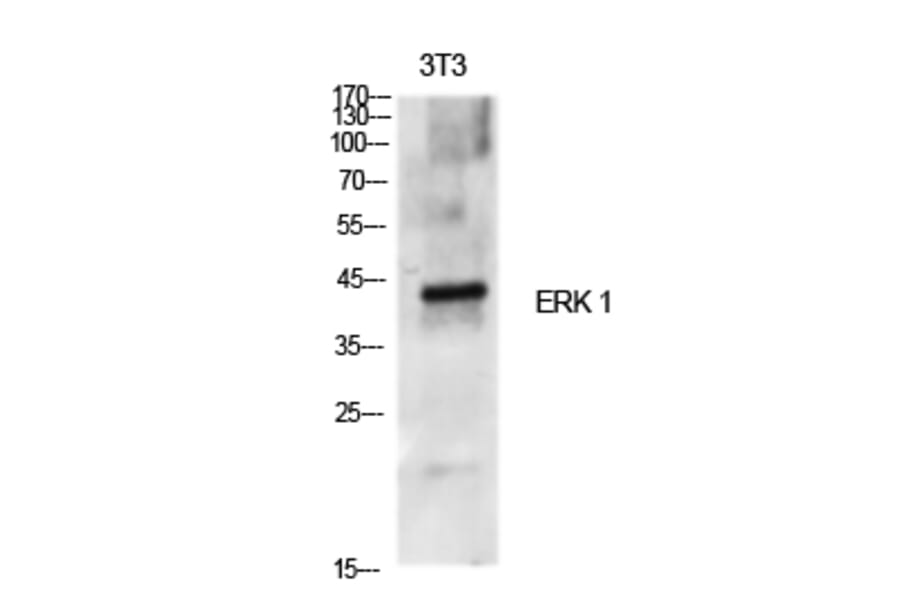 Western Blot - Anti-p44 MAPK Antibody (C10489) - Antibodies.com