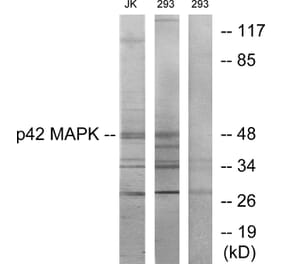 Western Blot - Anti-p42 MAPK Antibody (C10500) - Antibodies.com