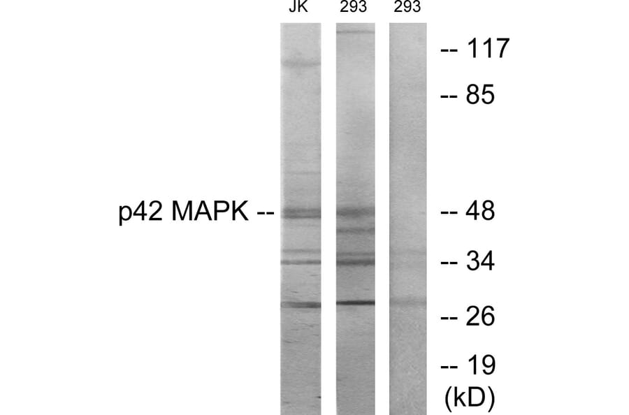 Western Blot - Anti-p42 MAPK Antibody (C10500) - Antibodies.com