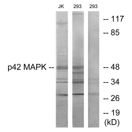 Western Blot - Anti-p42 MAPK Antibody (C10500) - Antibodies.com