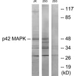 Western Blot - Anti-p42 MAPK Antibody (C10500) - Antibodies.com