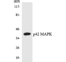 Western Blot - Anti-p42 MAPK Antibody (R12-3283) - Antibodies.com