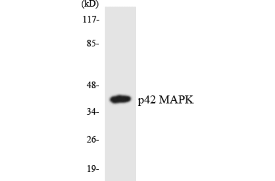 Western Blot - Anti-p42 MAPK Antibody (R12-3283) - Antibodies.com