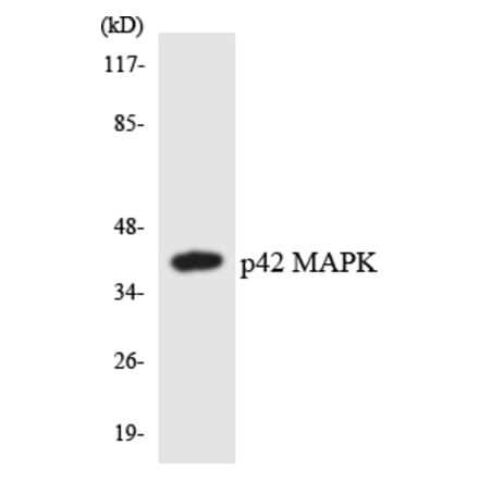 Western Blot - Anti-p42 MAPK Antibody (R12-3283) - Antibodies.com