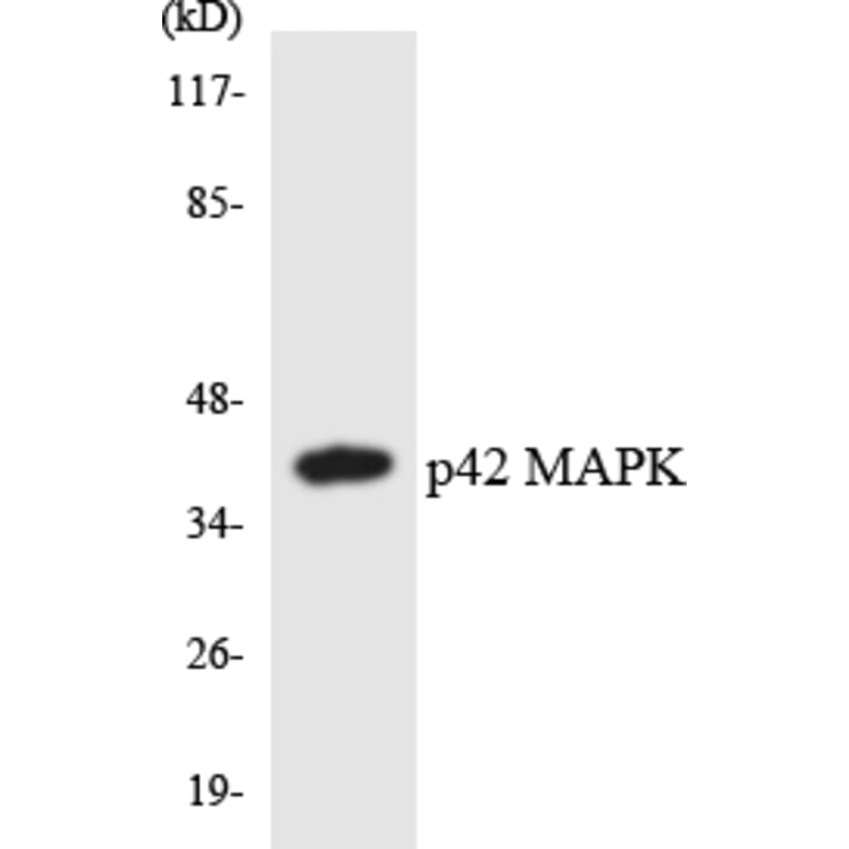 Western Blot - Anti-p42 MAPK Antibody (R12-3283) - Antibodies.com