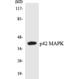 Western Blot - Anti-p42 MAPK Antibody (R12-3283) - Antibodies.com