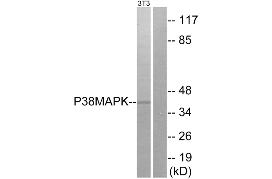 Western Blot - Anti-p38 MAPK Antibody (B7178) - Antibodies.com