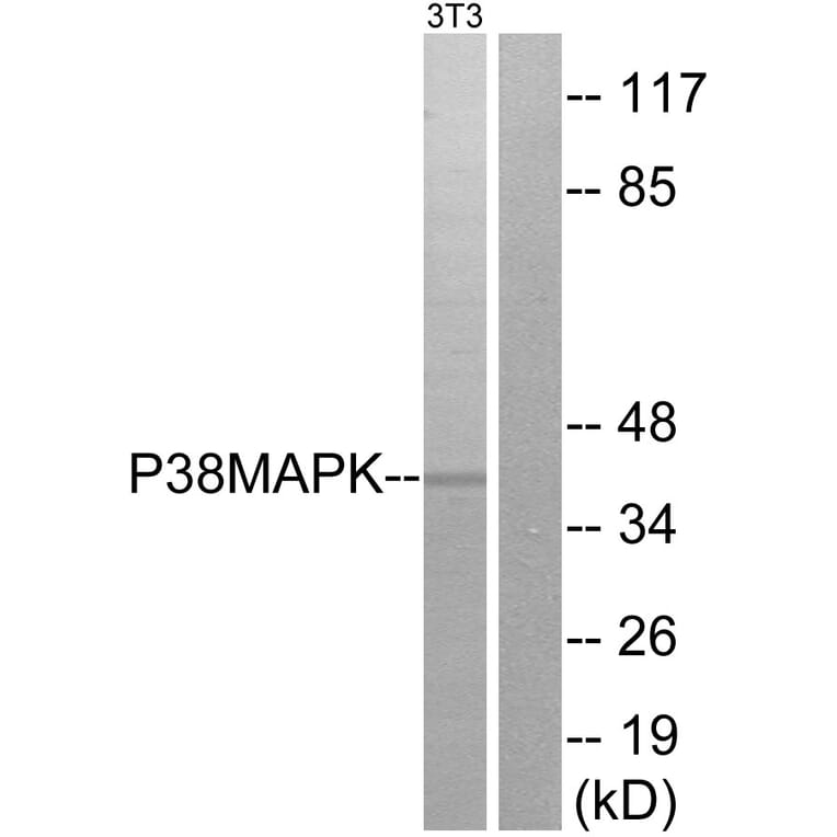 Western Blot - Anti-p38 MAPK Antibody (B7178) - Antibodies.com