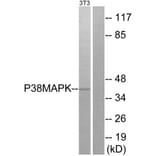 Western Blot - Anti-p38 MAPK Antibody (B7178) - Antibodies.com