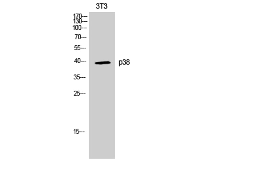 Western Blot - Anti-p38 MAPK Antibody (B7178) - Antibodies.com