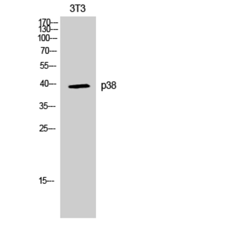 Western Blot - Anti-p38 MAPK Antibody (B7178) - Antibodies.com