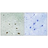 Immunohistochemistry - Anti-p38 MAPK Antibody (B7178) - Antibodies.com