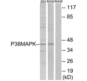 Western Blot - Anti-p38 MAPK Antibody (B7179) - Antibodies.com