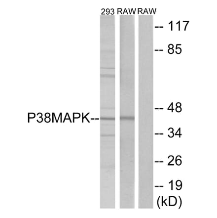 Western Blot - Anti-p38 MAPK Antibody (B7179) - Antibodies.com