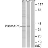 Western Blot - Anti-p38 MAPK Antibody (B7179) - Antibodies.com