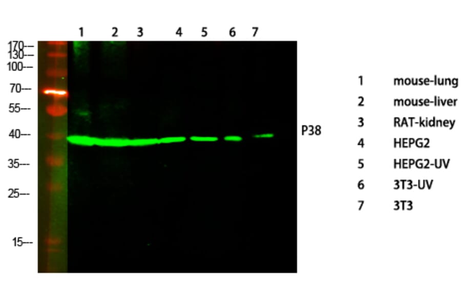 Western Blot - Anti-p38 MAPK Antibody (B7179) - Antibodies.com