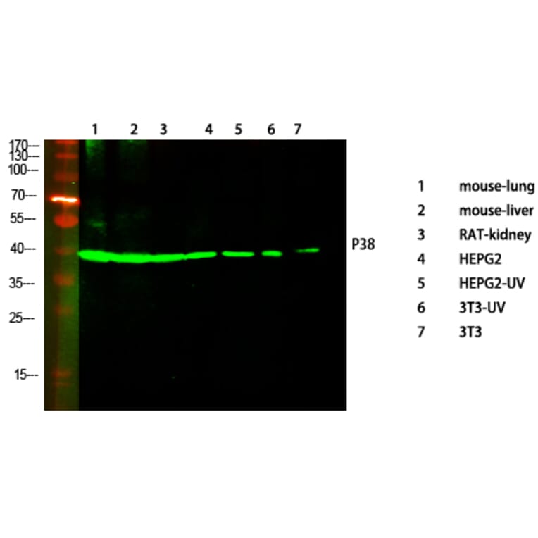 Western Blot - Anti-p38 MAPK Antibody (B7179) - Antibodies.com
