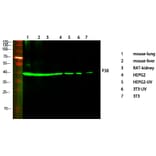 Western Blot - Anti-p38 MAPK Antibody (B7179) - Antibodies.com