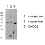 Western Blot - Anti-p38 MAPK Antibody (B7179) - Antibodies.com