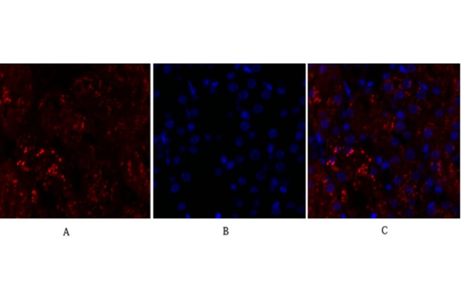 Immunofluorescence - Anti-p38 MAPK Antibody (B7179) - Antibodies.com