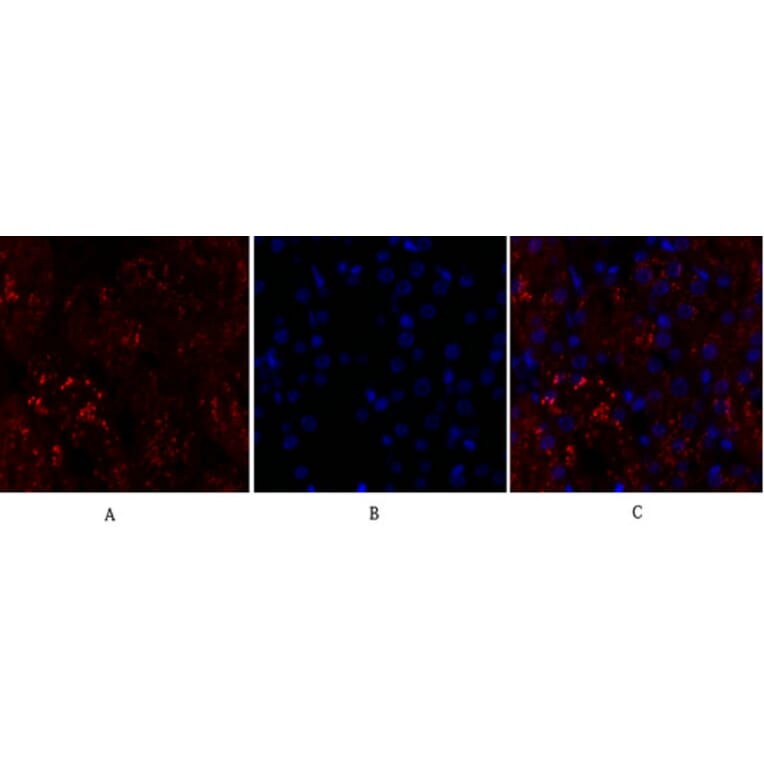 Immunofluorescence - Anti-p38 MAPK Antibody (B7179) - Antibodies.com