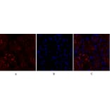 Immunofluorescence - Anti-p38 MAPK Antibody (B7179) - Antibodies.com