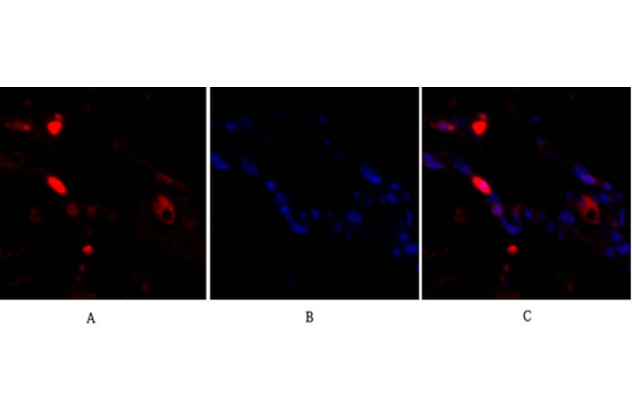 Immunofluorescence - Anti-p38 MAPK Antibody (B7179) - Antibodies.com