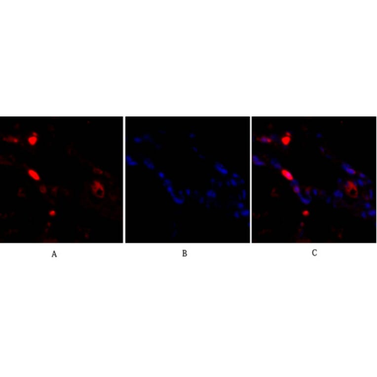 Immunofluorescence - Anti-p38 MAPK Antibody (B7179) - Antibodies.com