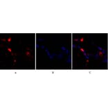 Immunofluorescence - Anti-p38 MAPK Antibody (B7179) - Antibodies.com
