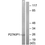 Western Blot - Anti-p27 Kip1 Antibody (B7177) - Antibodies.com