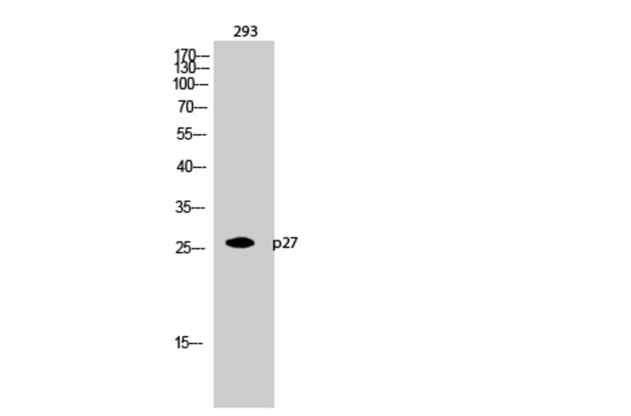 Western Blot - Anti-p27 Kip1 Antibody (B7177) - Antibodies.com