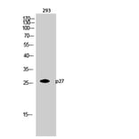 Western Blot - Anti-p27 Kip1 Antibody (B7177) - Antibodies.com