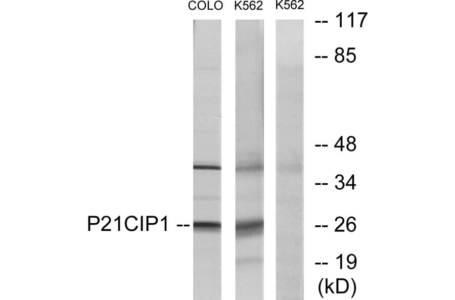Western Blot - Anti-p21 Cip1 Antibody (B7175) - Antibodies.com