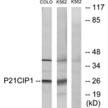 Western Blot - Anti-p21 Cip1 Antibody (B7175) - Antibodies.com