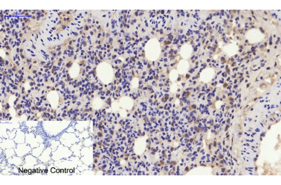 Immunohistochemistry - Anti-p21 Cip1 Antibody (B7175) - Antibodies.com
