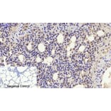 Immunohistochemistry - Anti-p21 Cip1 Antibody (B7175) - Antibodies.com