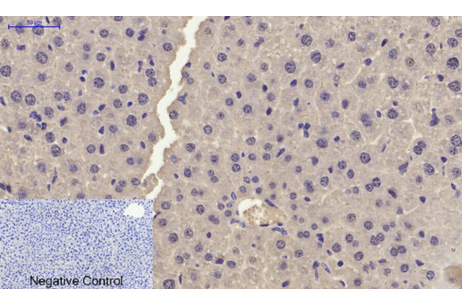 Immunohistochemistry - Anti-p21 Cip1 Antibody (B7175) - Antibodies.com